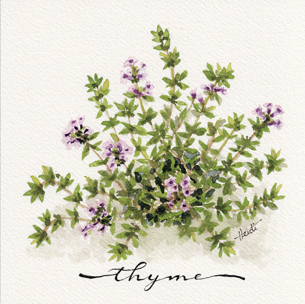 Herb Garden Series | Original Watercolors & Fine Art Prints
