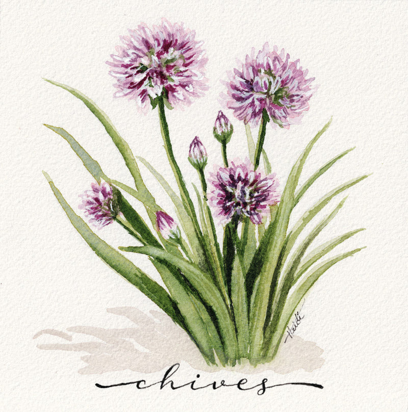 Watercolor botanical illustration of chives with green leaves and pink-purple flower blooms on a textured off-white background, with the word 'chives' written in script below.