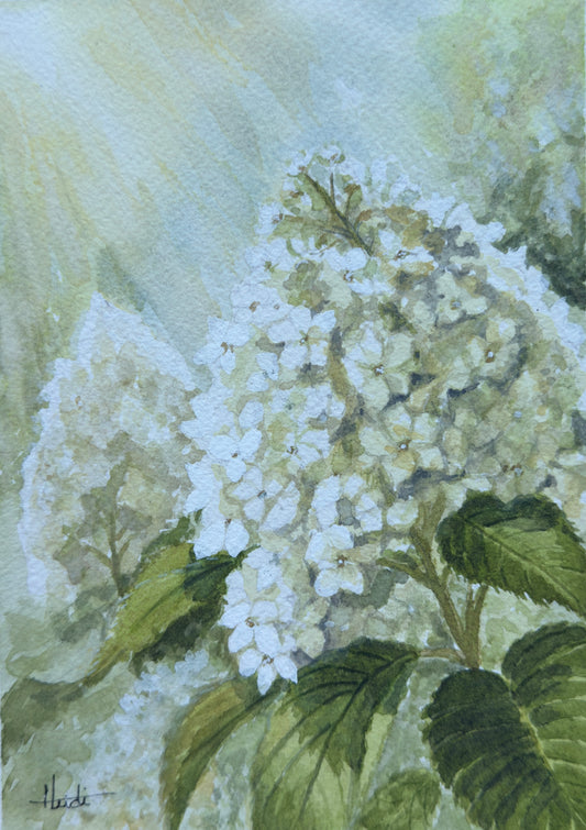 White Hydrangea Watercolor Prints or Greeting Cards
