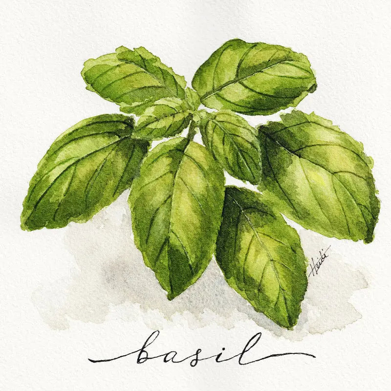 Basil | Original Watercolor Herb Painting Amazing Faith Designs