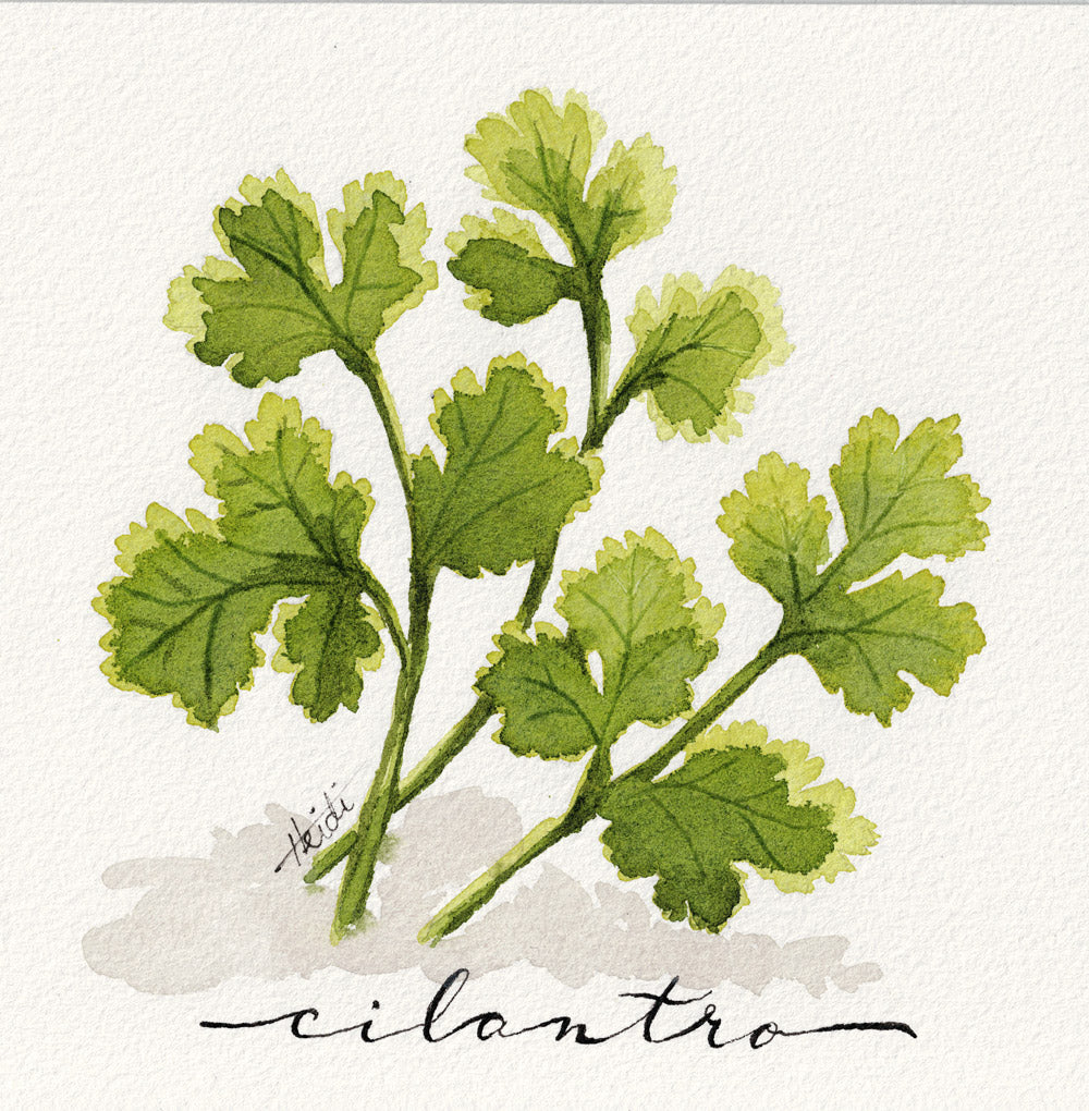 Cilantro | Original Watercolor Herb Painting