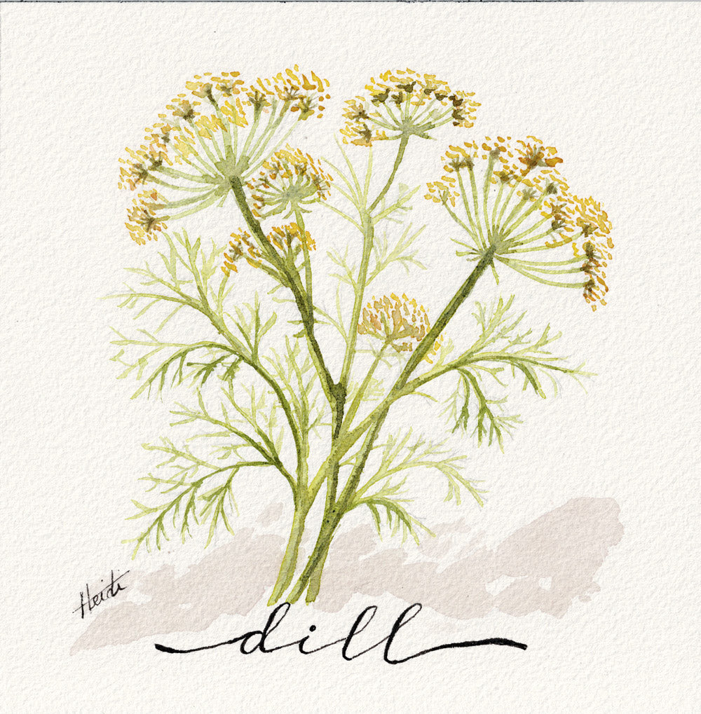Herbs in Bloom— Original Watercolor Triptych