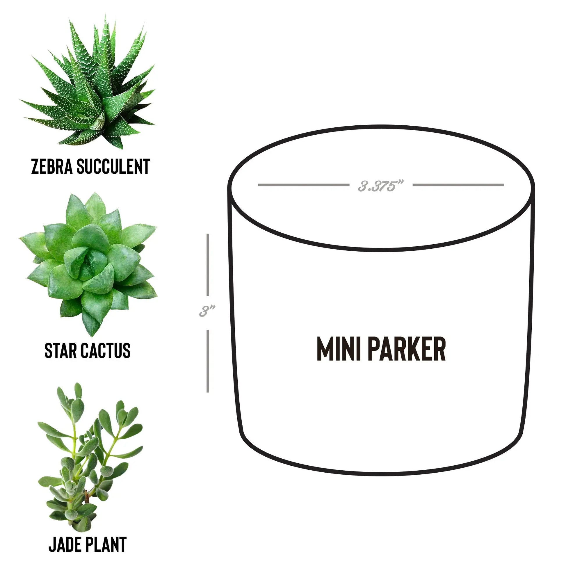 Mother's Day Desk Plant | Personalized Pot teelaunch