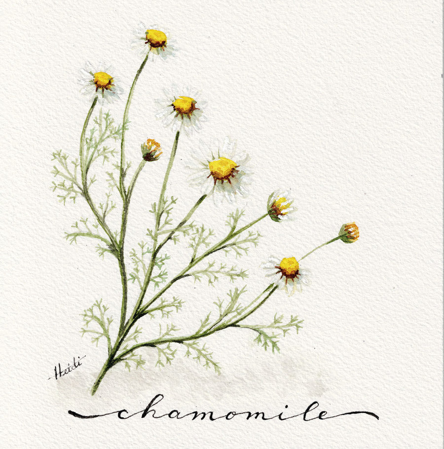 Chamomile | Original Watercolor Herb Painting