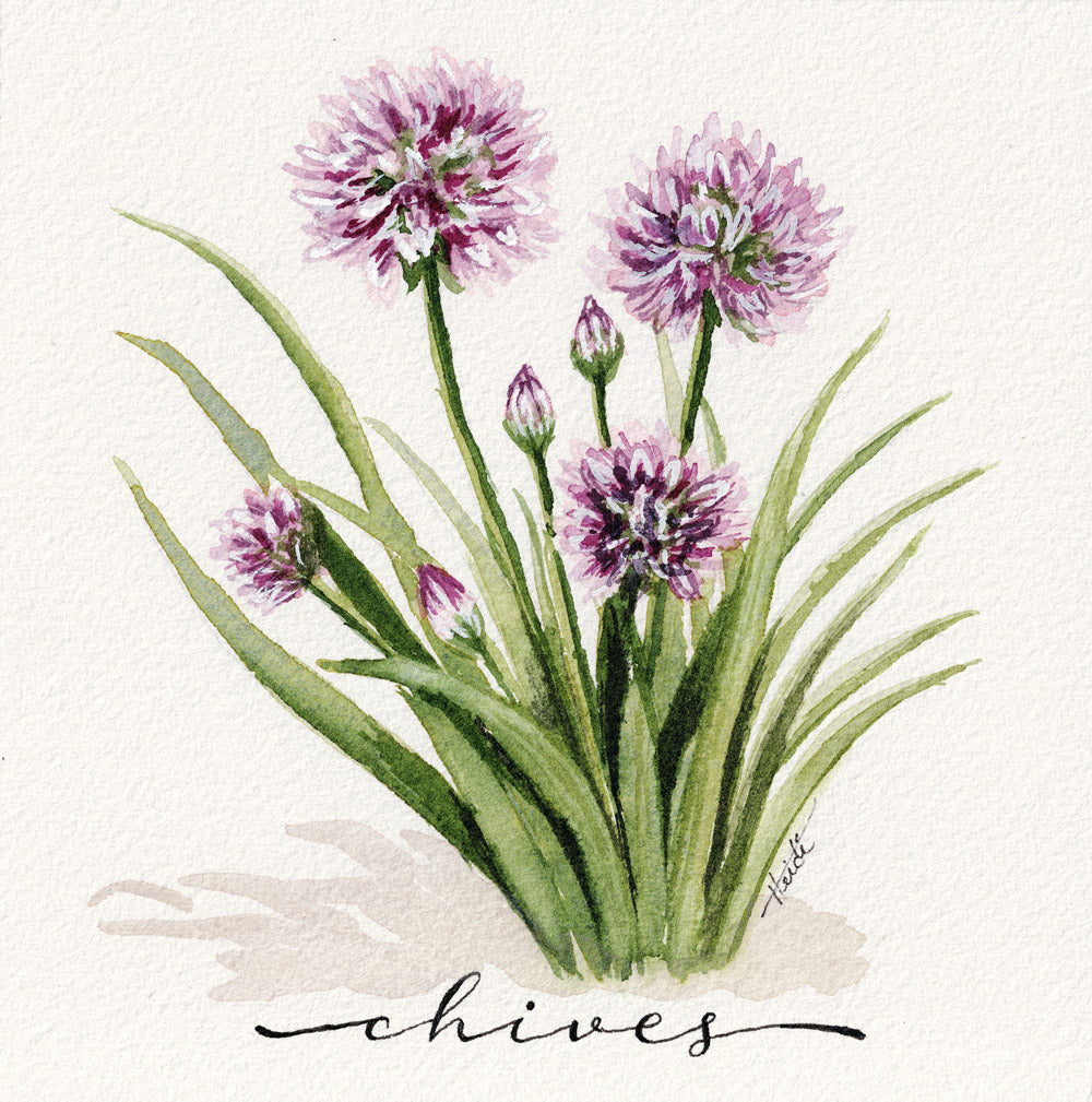 Herb Garden Series | Original Watercolors & Fine Art Prints