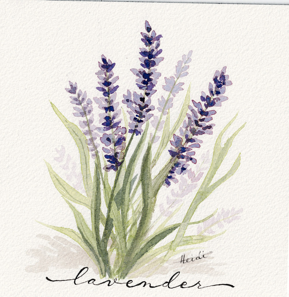 Herb Garden Series | Original Watercolors & Fine Art Prints