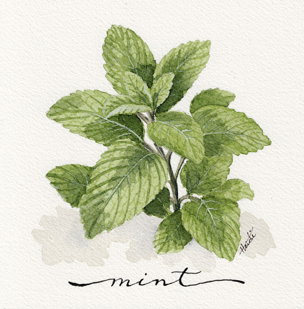 Herb Garden Series | Original Watercolors & Fine Art Prints