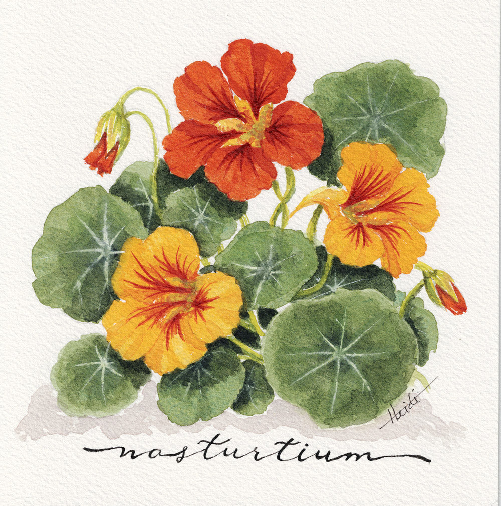 Herbs in Bloom— Original Watercolor Triptych