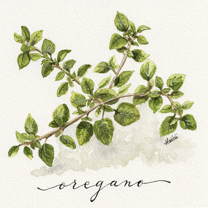 Watercolor botanical illustration of an oregano branch with green leaves on a textured off-white background, with the word 'oregano' written in black script below.