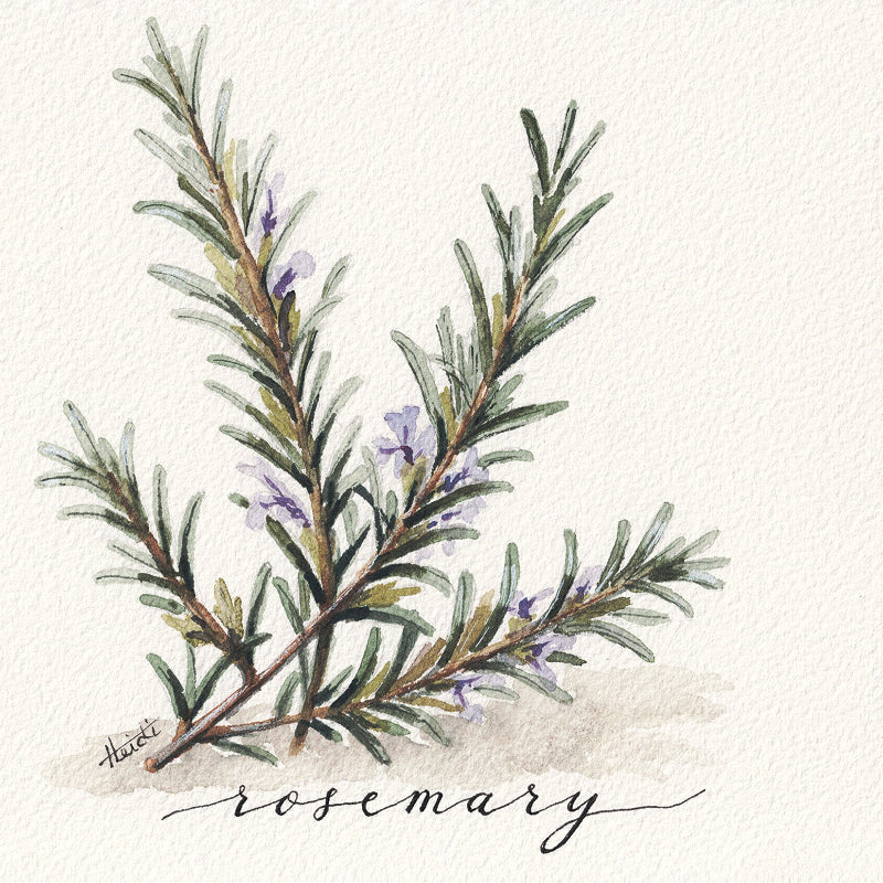Rosemary | Original Watercolor Herb Painting