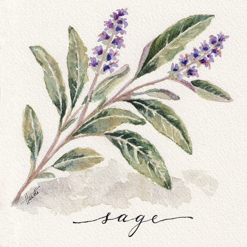 Watercolor botanical illustration of a sage plant with green leaves and purple flowers on textured white paper, with the word 'sage' written in black script below.