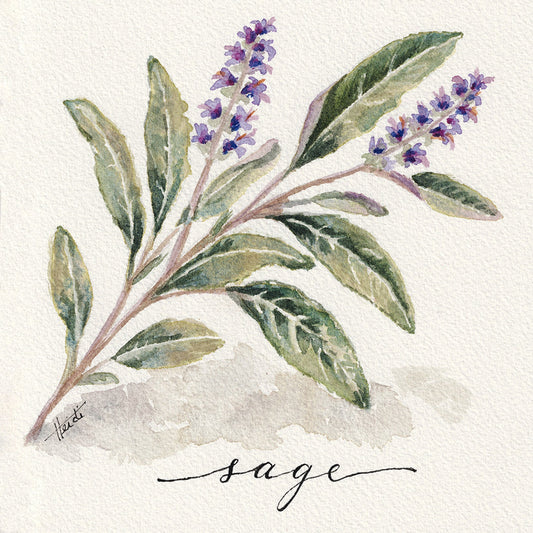 Watercolor botanical illustration of a sage plant with green leaves and purple flowers on textured white paper, with the word 'sage' written in black script below.